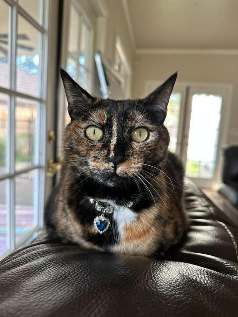 Elegant Blue Diamond Heart Necklace Pet Collar - Safe Magnetic Breakaway Design with Crystal Accents for Small Dogs & Cats